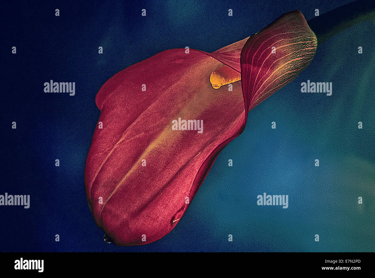 Calla Lily 0112 Stock Photo Alamy