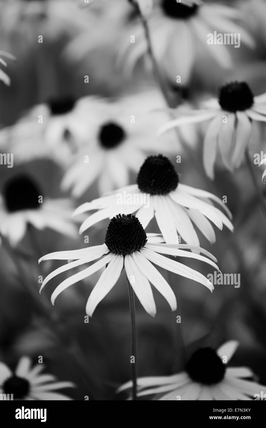 Daisies flowers in garden Black and White Stock Photos & Images - Alamy