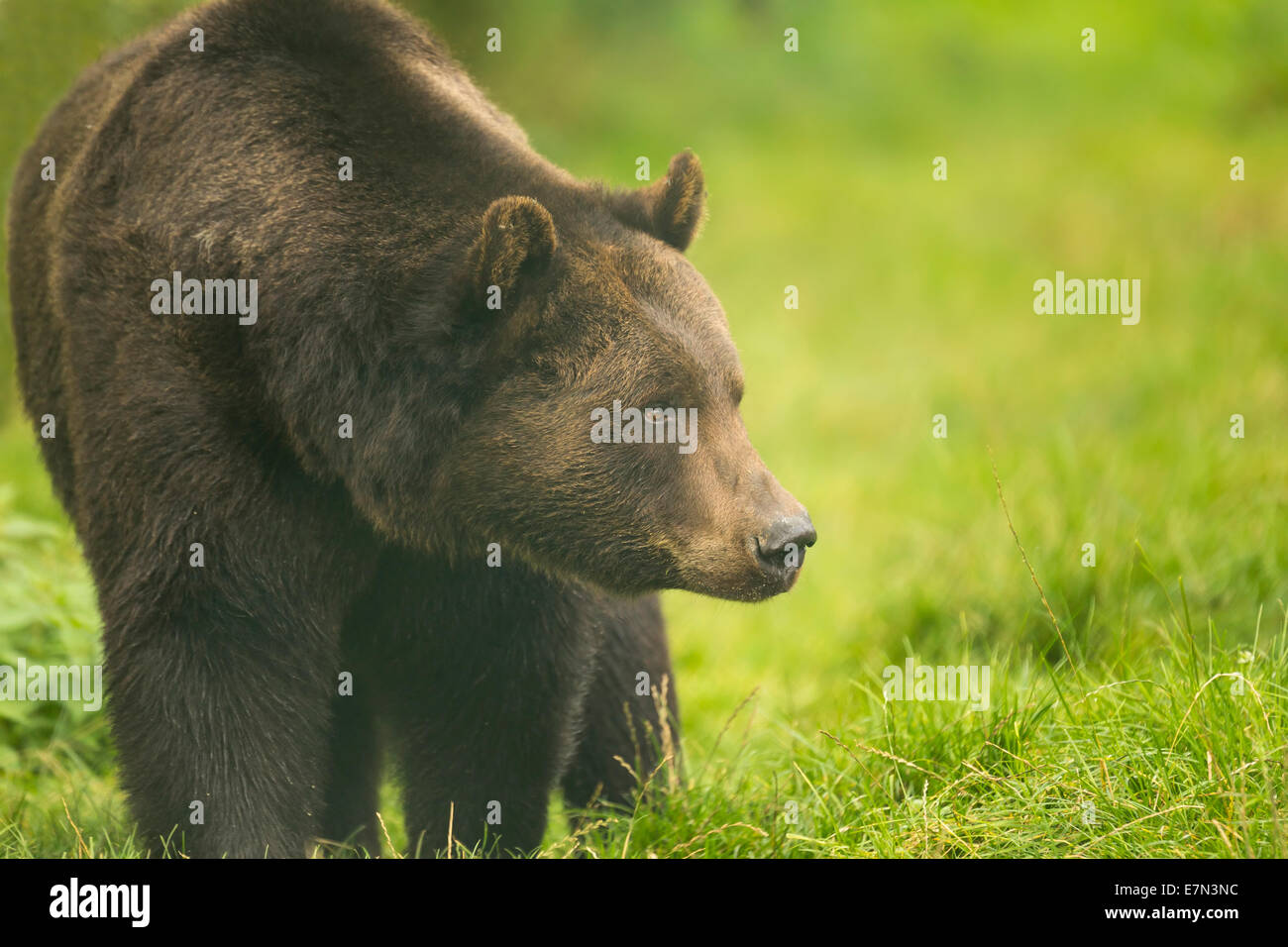Brown bear walking in the forest looking aside Stock Photo