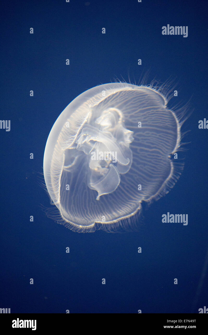 Jellyfish floating around looking for food Stock Photo