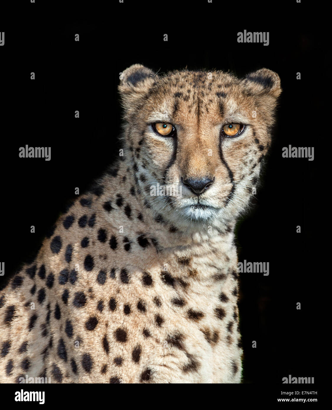 big cat the cheetah from Africa. fastest animal Stock Photo - Alamy