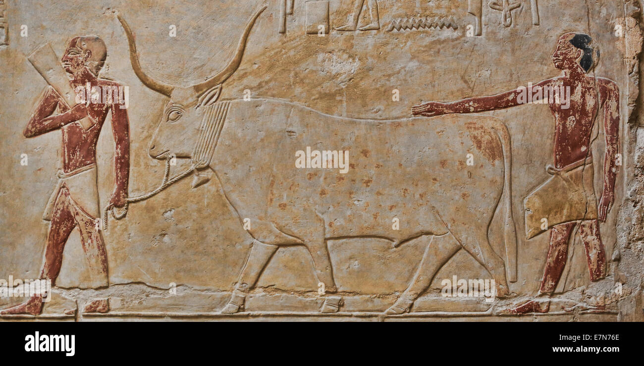 Gapping a Bull preparing to make an offerings...  tomb of princesses Idut at Saqqara - Egypt 2300 B.C Stock Photo