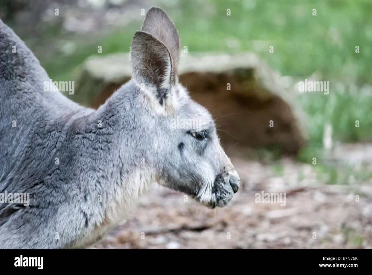 A medium shot of a kangaroo showing the head, shoulders, body Stock Photo