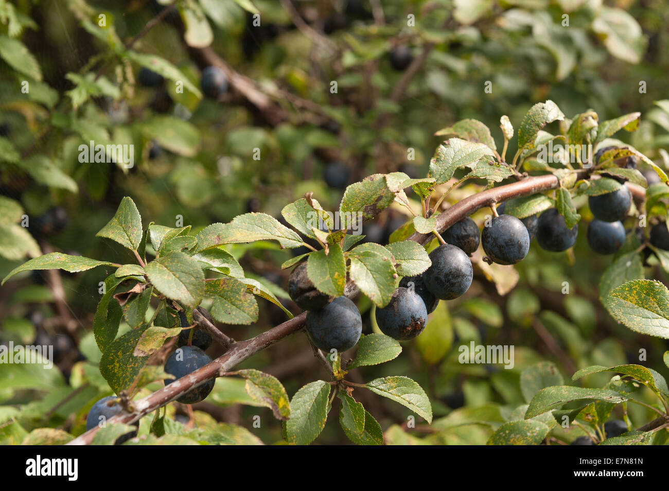 Ripe succulent wild damson fruit on branches branch ready to be picked for jam or sloe gin making Stock Photo