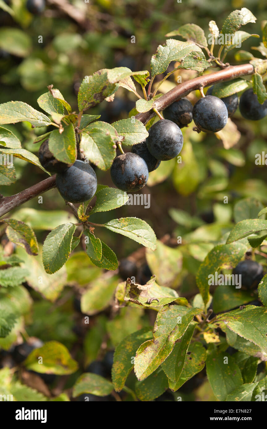 Ripe succulent wild damson fruit on branches branch ready to be picked for jam or sloe gin making Stock Photo