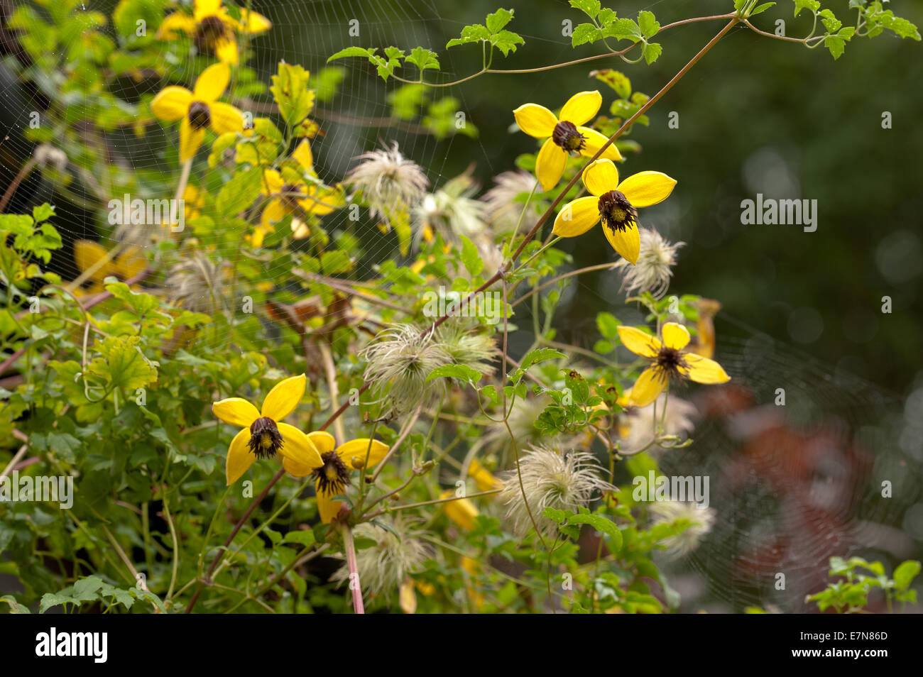 Attractive clematis climber bright golden yellow with long anthers stamen and petals against green foliage Stock Photo