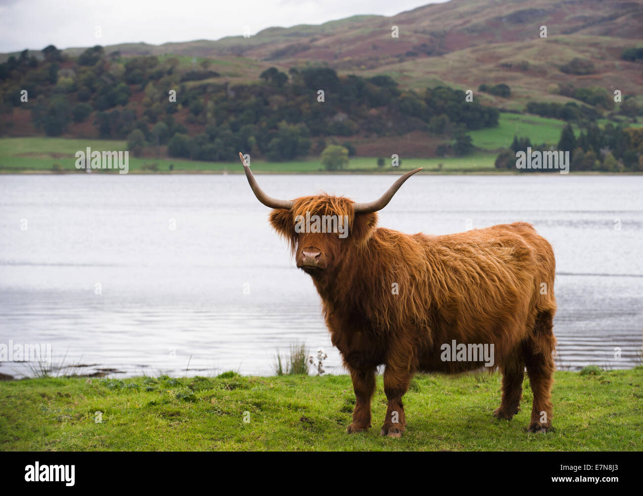 Highland Cow on the banks of Loch Etive Stock Photo