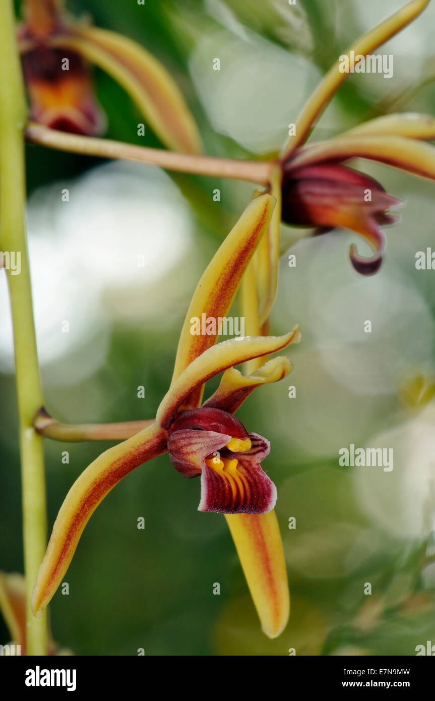Cymbidium findlaysonianum Orchid From Cambodge, Indonésie, Malaysie, Philippines, & Vietnam Stock Photo
