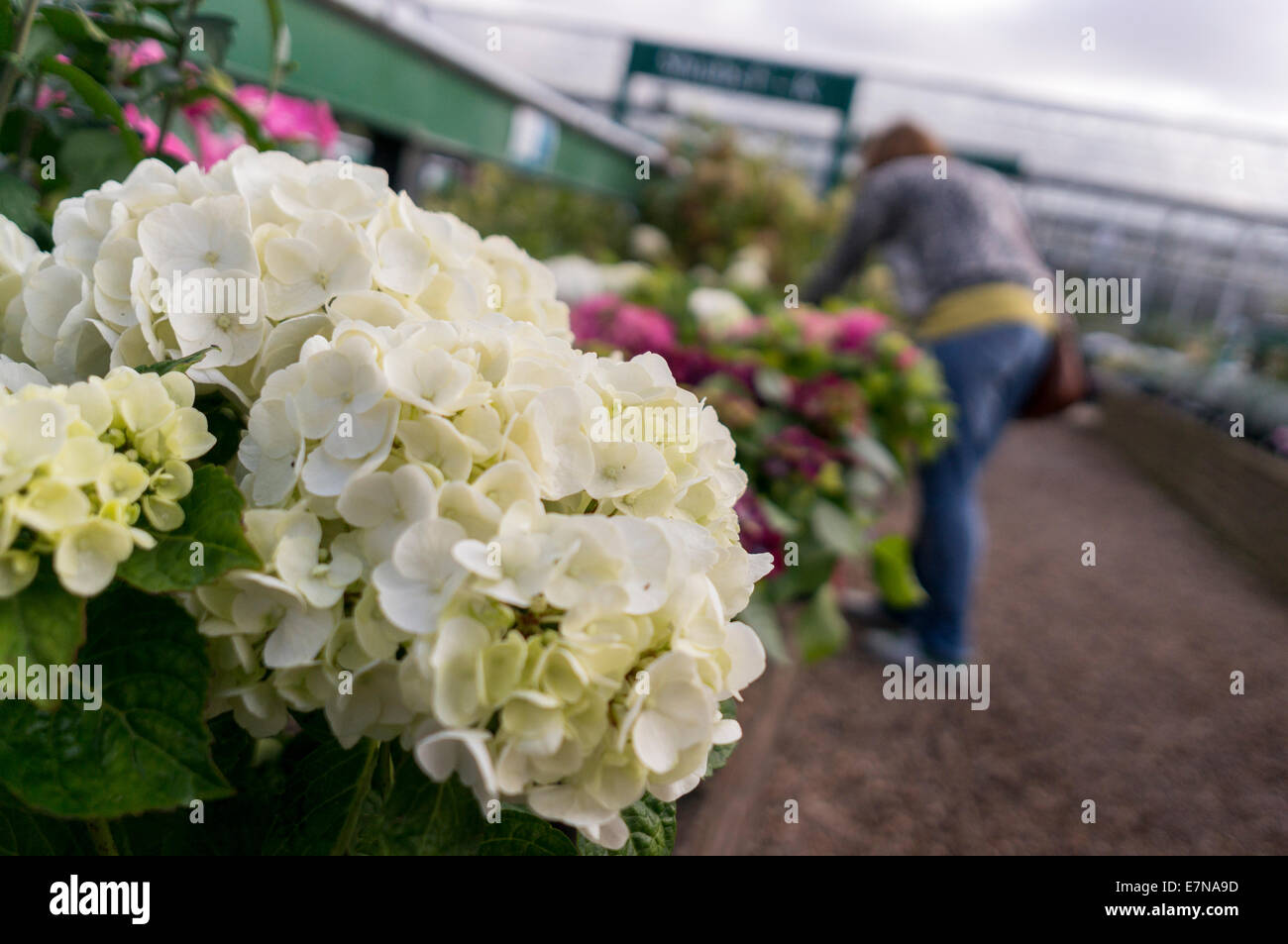White lady hydrangea hi-res stock photography and images - Alamy
