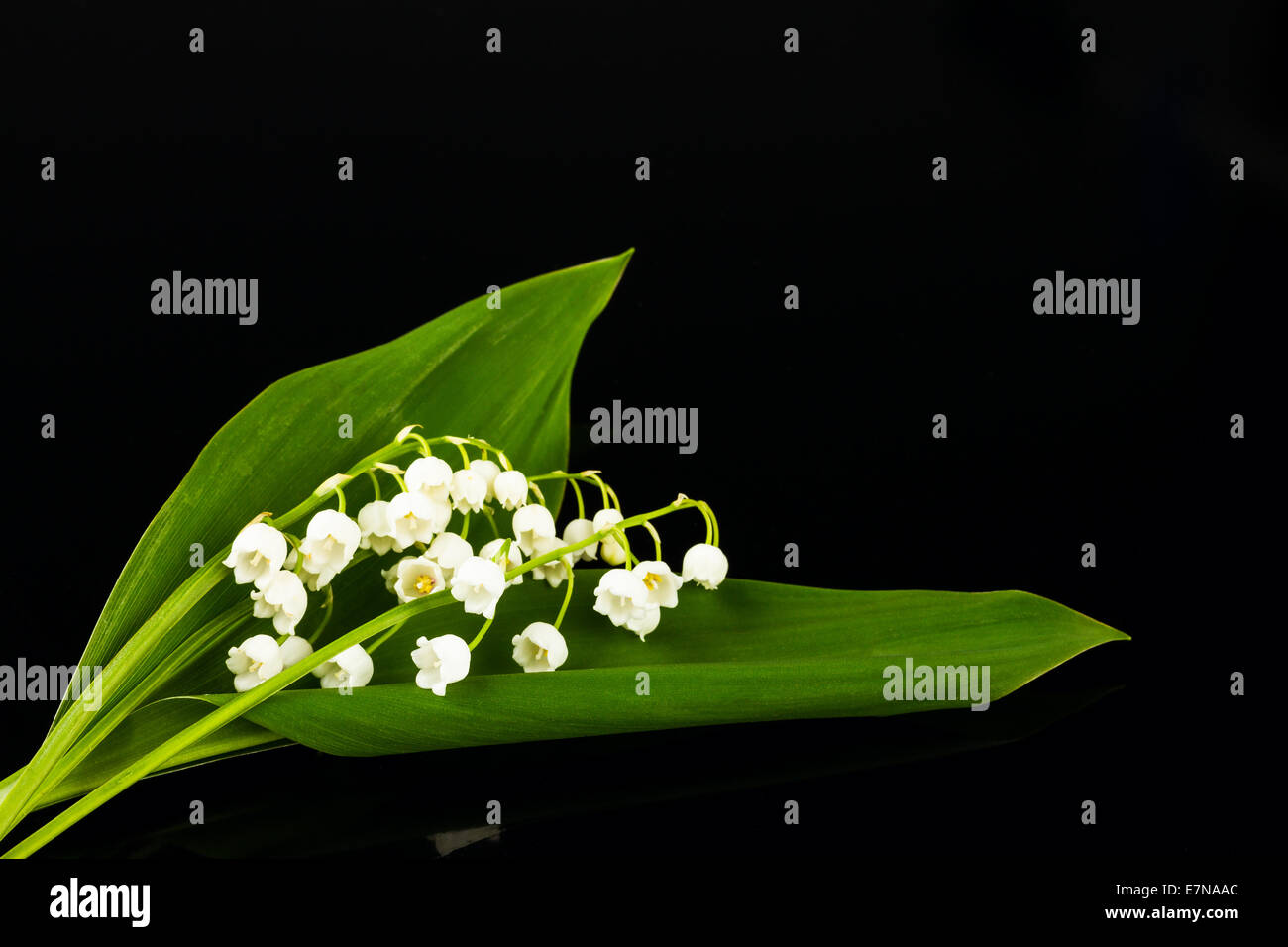 lilies of the valley on black background Stock Photo - Alamy