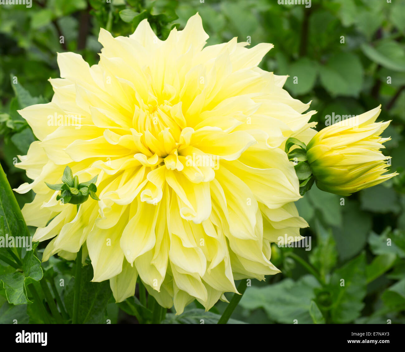 Dahlia Flower Yellow Stock Photo - Alamy