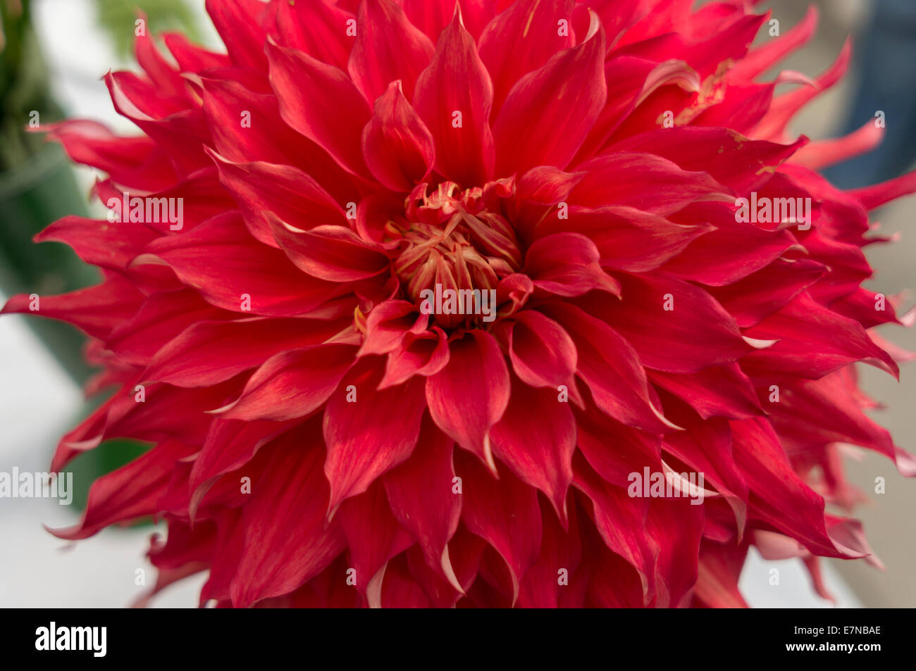 Lush pink dahlia flower hi-res stock photography and images - Alamy