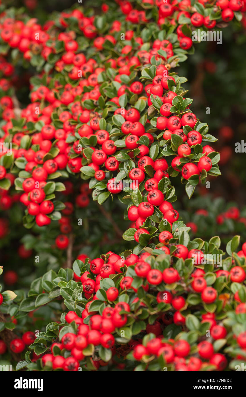 Abundant line lines of red berries cottoneaster shrub a great food source for birds over winter shallow depth of field Stock Photo