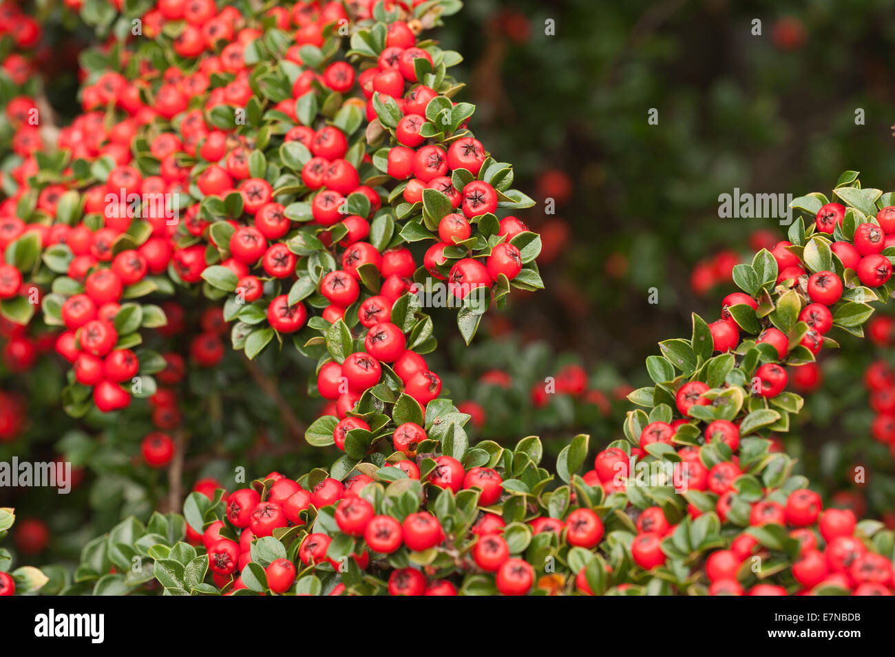 Abundant line lines of red berries cottoneaster shrub a great food source for birds over winter shallow depth of field Stock Photo