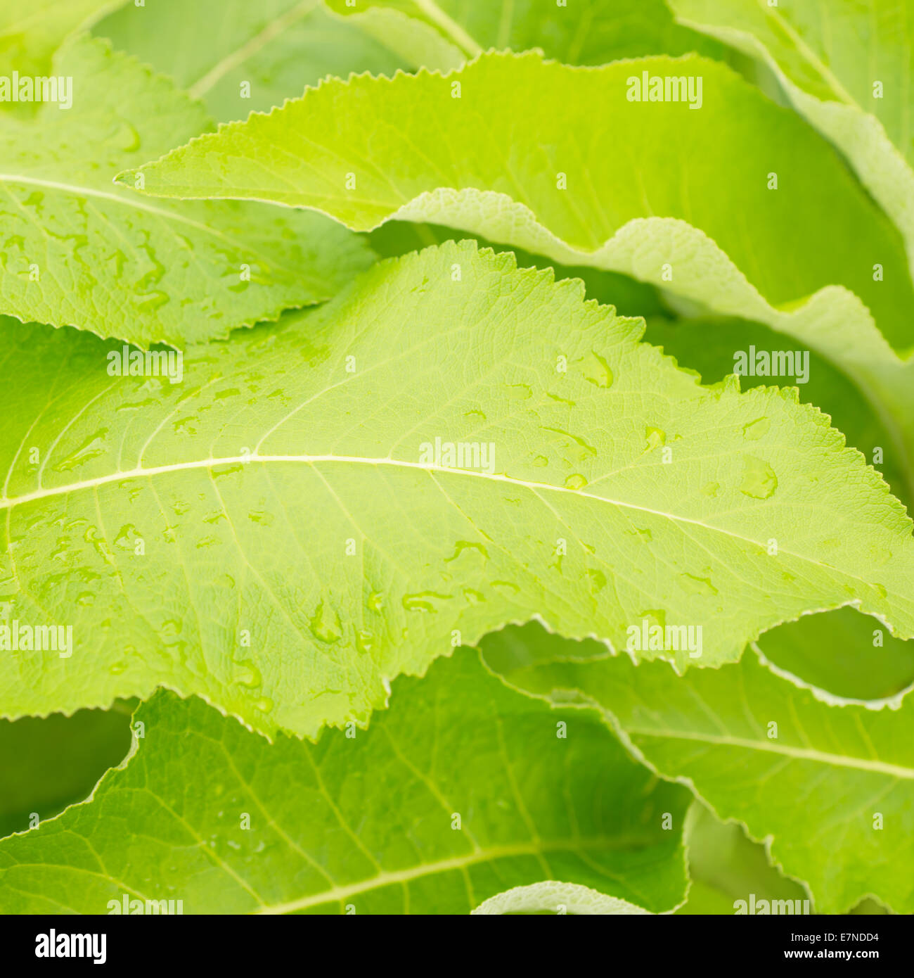 Background of green leaves Stock Photo - Alamy