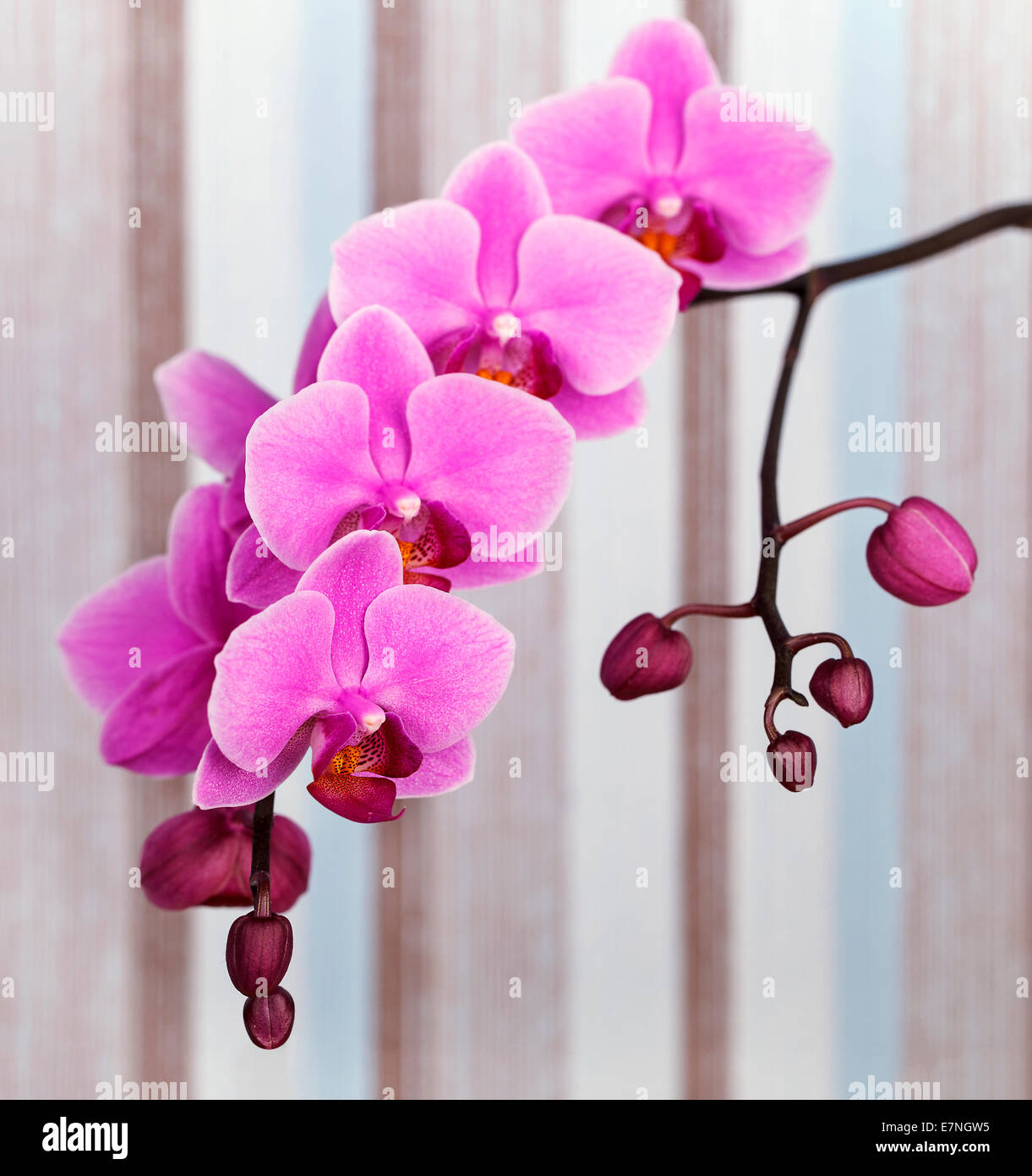 close up shot of pink orchid flower on a pastel striped background Stock Photo