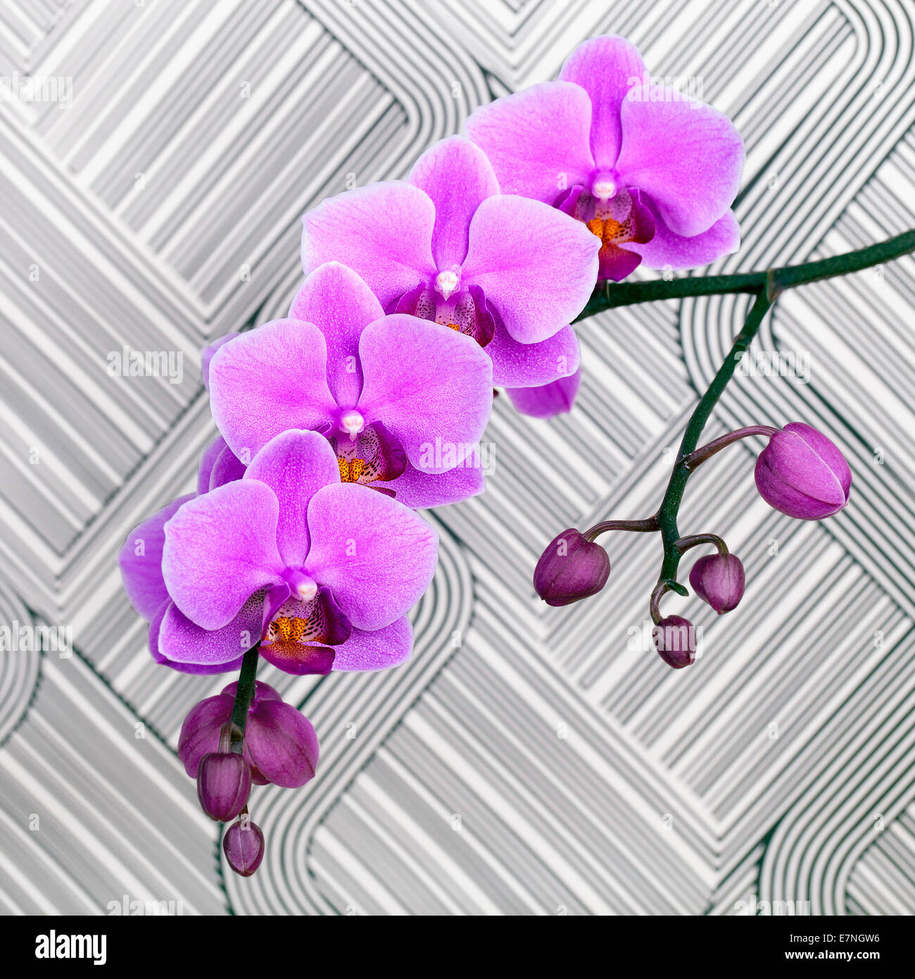 close up shot of pink orchid flower on black and white striped background Stock Photo