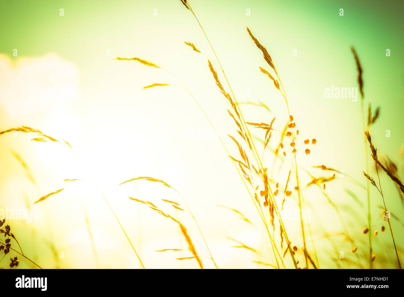 Amazing sunrise at summer meadow with wildflowers under golden sky. Nature floral background Stock Photo