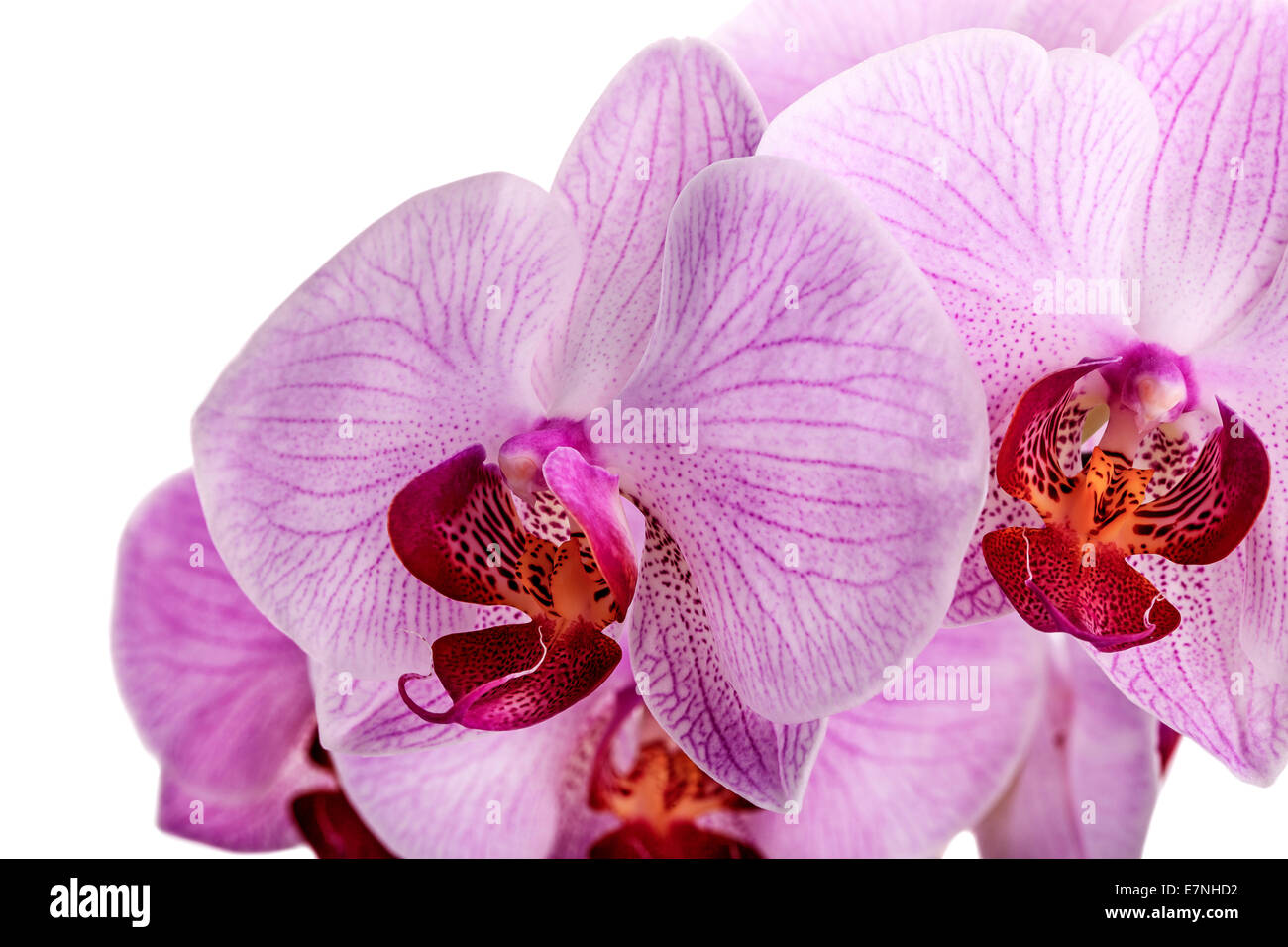 pink orchid flowers isolated on white background Stock Photo - Alamy