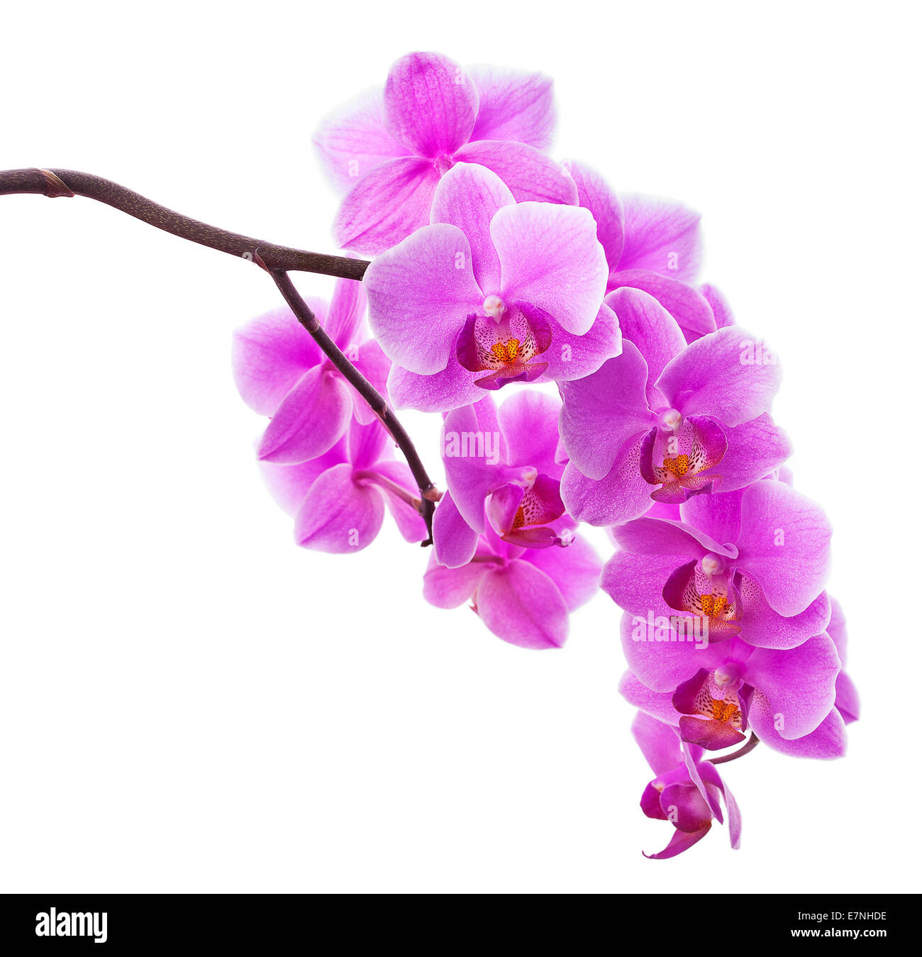pink orchid flowers isolated on white background Stock Photo