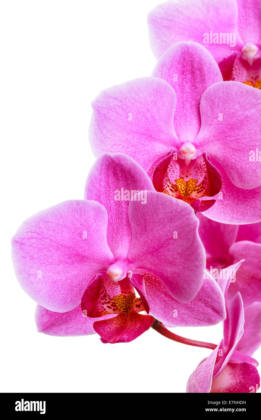 pink orchid flowers isolated on white background Stock Photo - Alamy