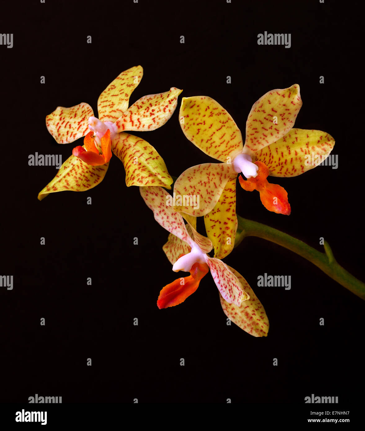 branch of yellow orchid flowers on black background Stock Photo