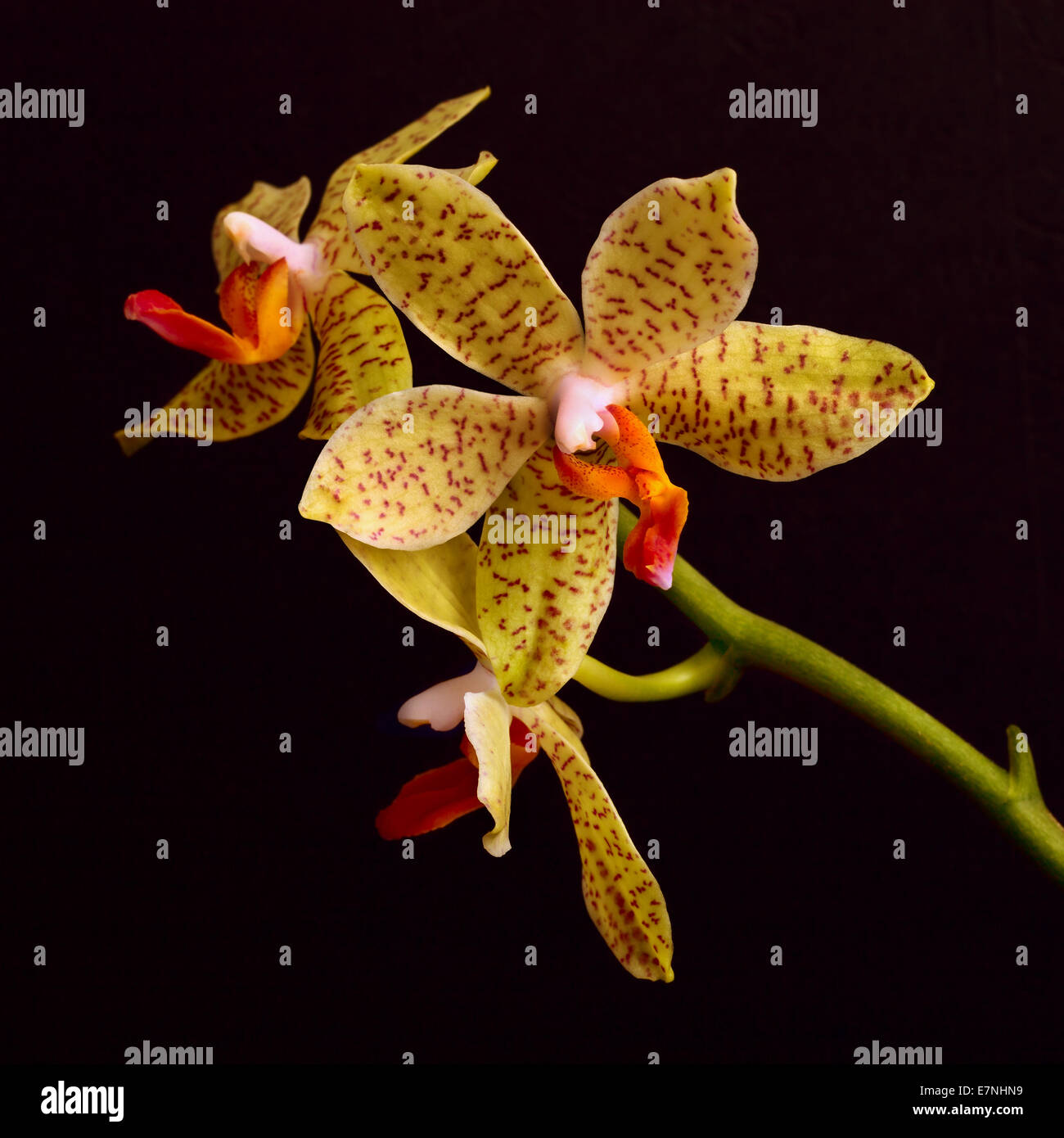 branch of yellow orchid flowers on black background Stock Photo