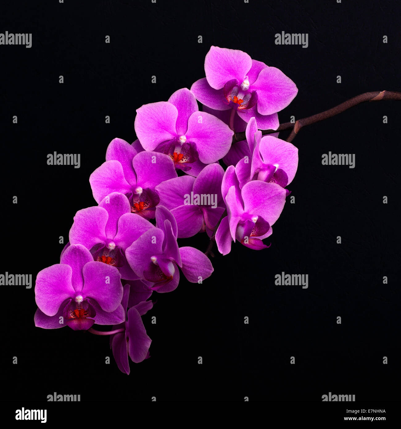 branch of magenta orchid flowers on black background Stock Photo