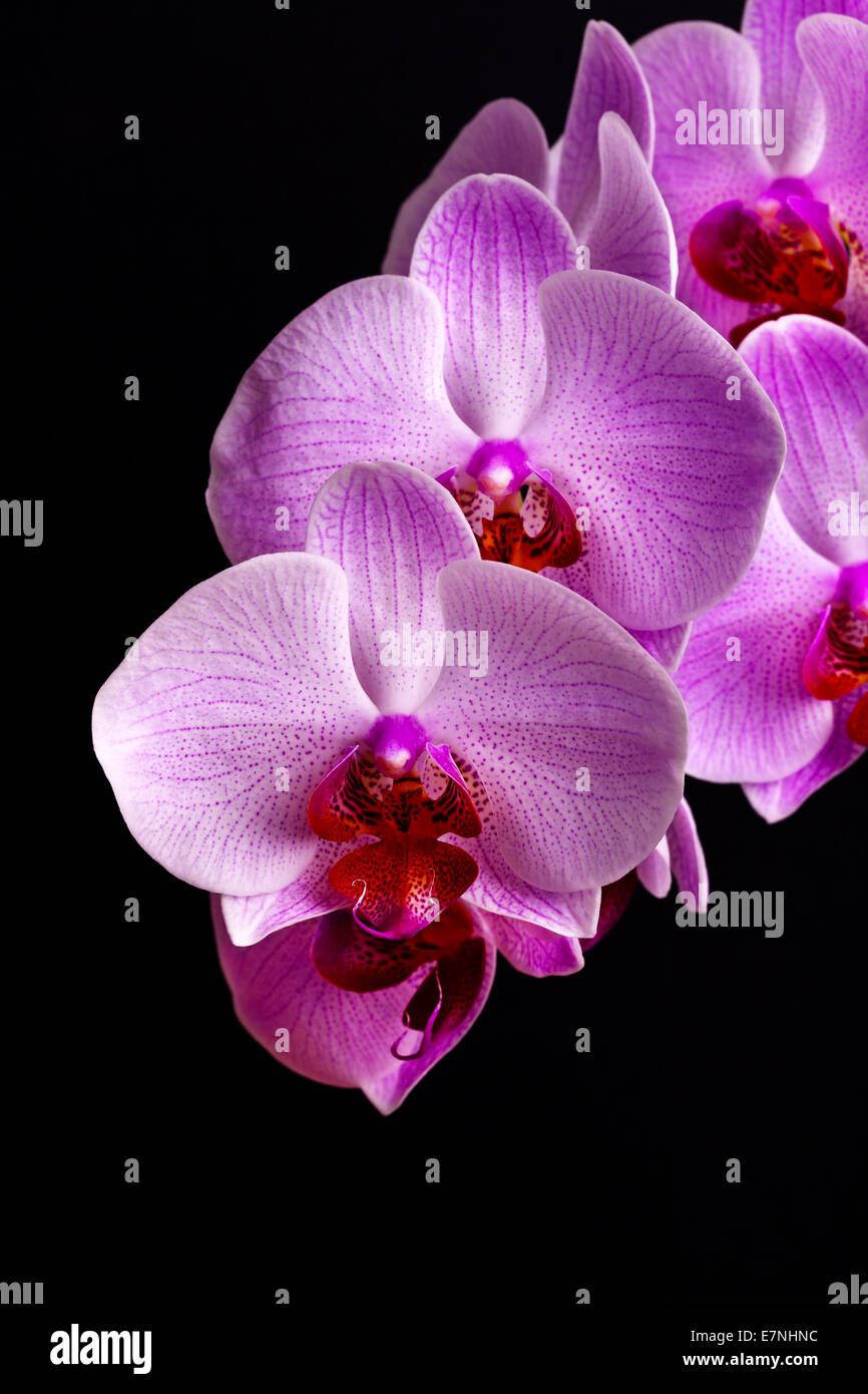 branch of pink orchid flowers on black background Stock Photo