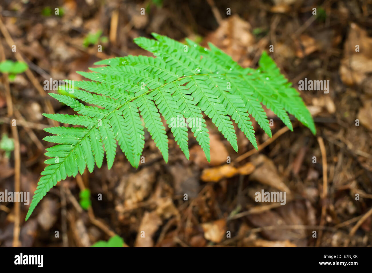 Ferns growing in wet deep highland forest. Carpathian mountains nature background. Ukraine Stock Photo