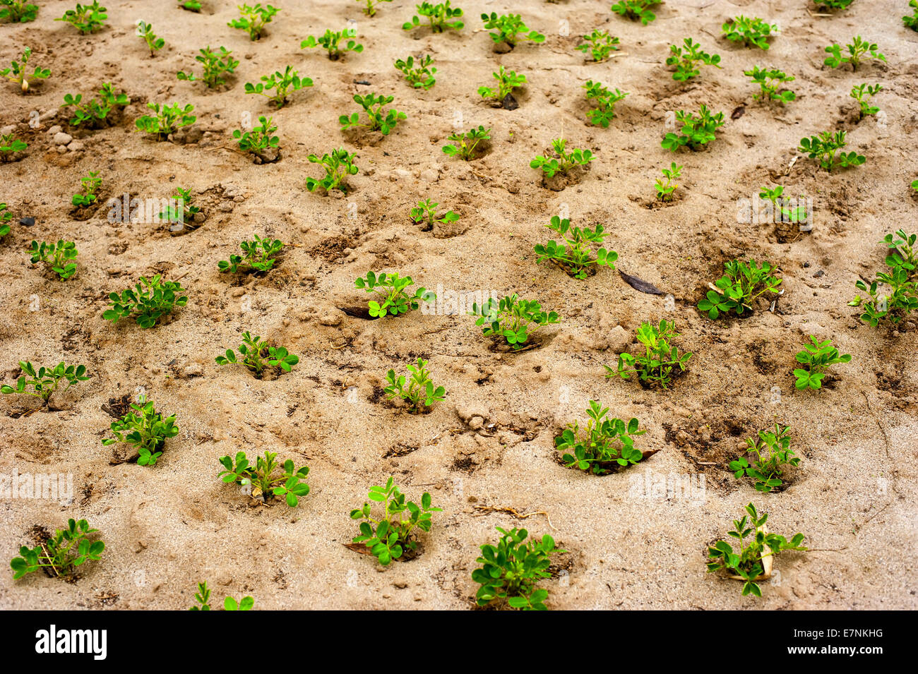 Organic agriculture background. Young plants growing at fertile soil along river banks at southeast asia Stock Photo