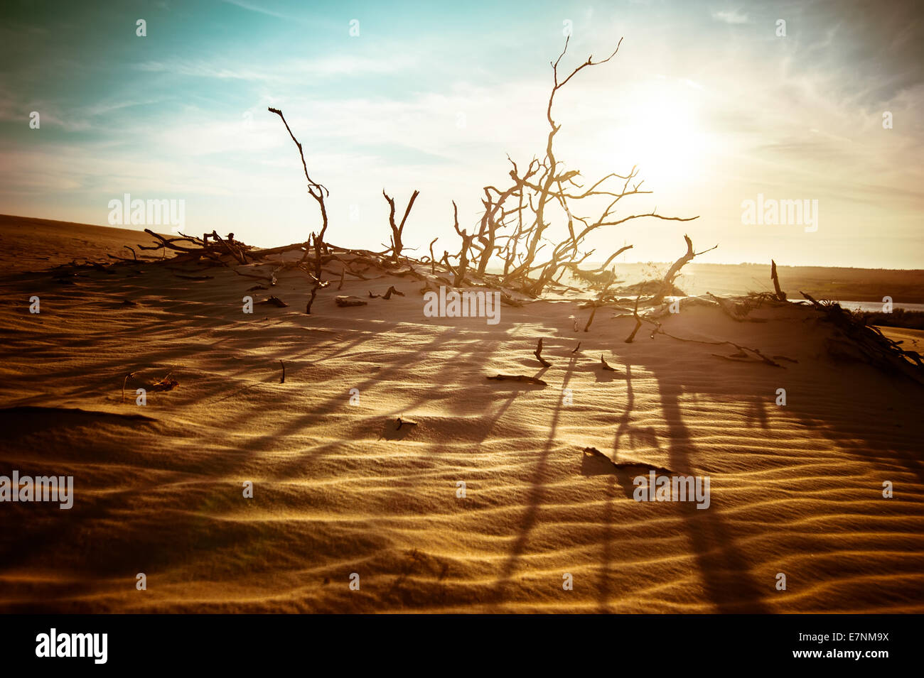 Desert landscape with dead plants in sand dunes under sunny sky. Global warming concept. Nature background Stock Photo