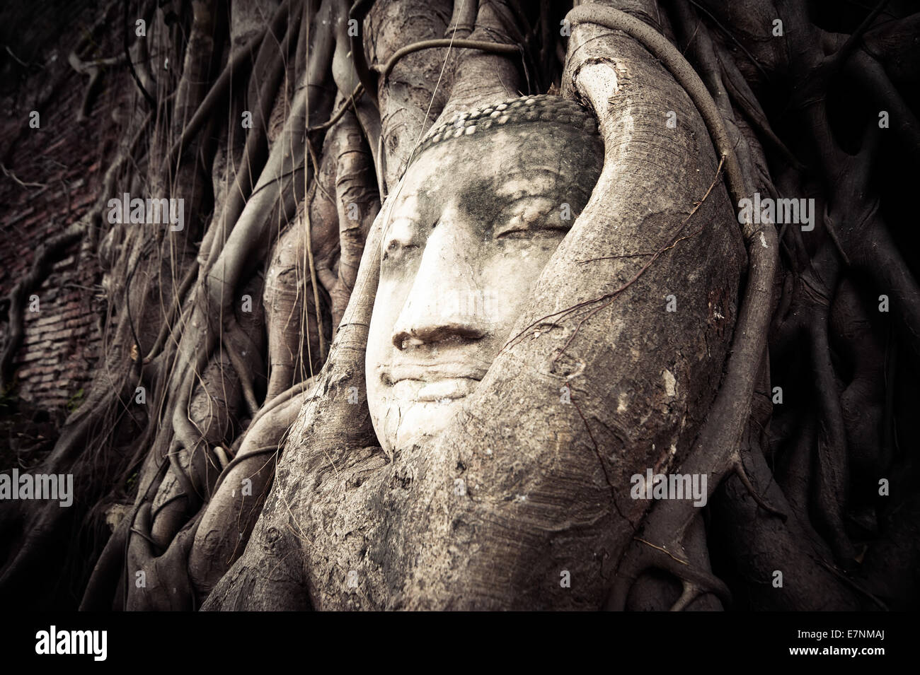 Buddha Head hidden in the tree roots. Ancient sandstone sculpture at Wat Mahathat. Ayutthaya, Thailand Stock Photo