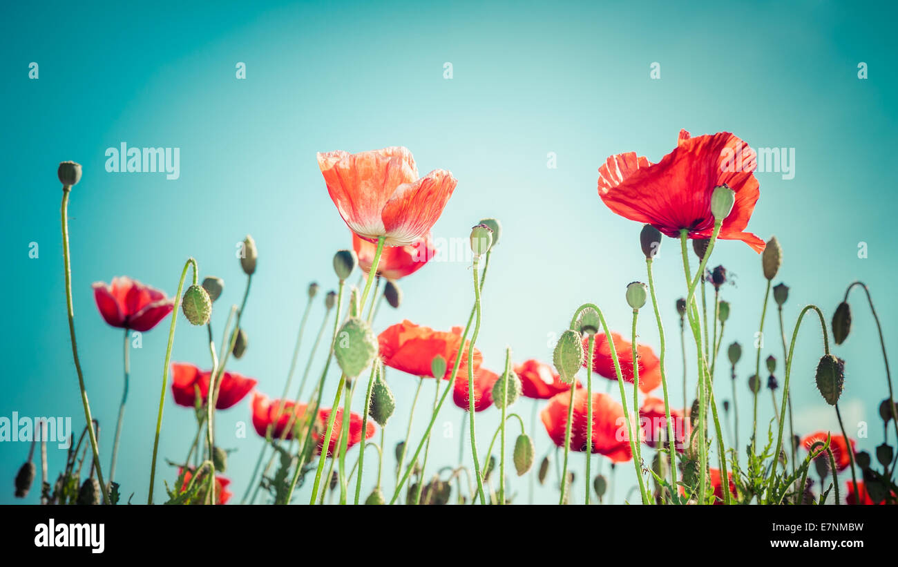 Floral background in vintage style for greeting card. Wild poppy flowers on summer meadow Stock Photo