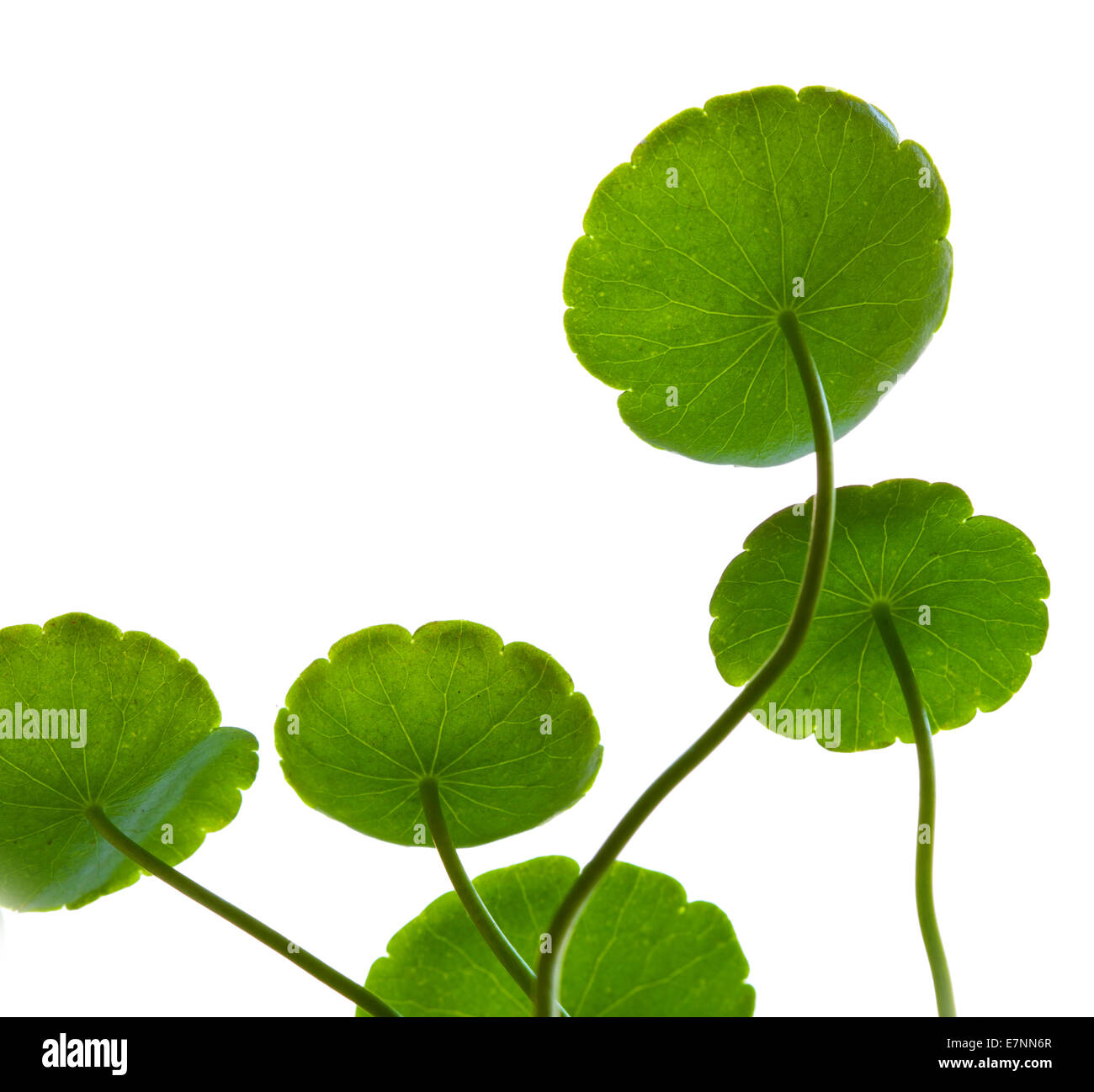 Image of lotus with leaves hires stock photography and images Alamy