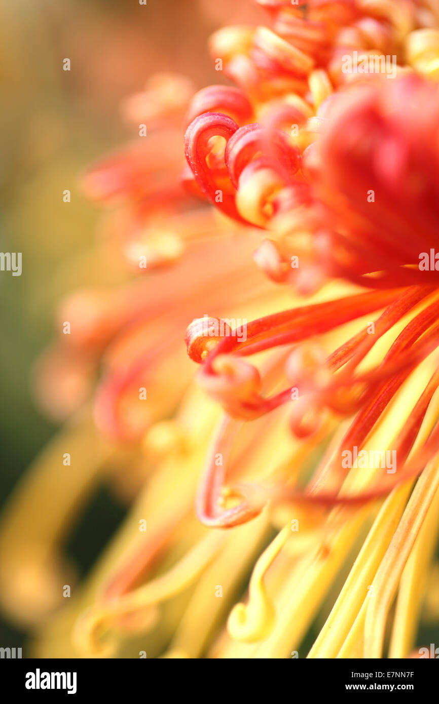 Close-up of Chrysanthemums Stock Photo - Alamy