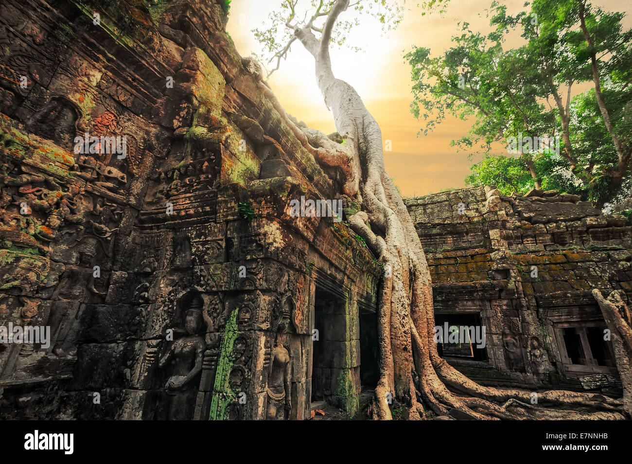 Ancient Khmer architecture. Ta Prohm temple with giant banyan tree at sunset. Angkor Wat complex, Siem Reap, Cambodia travel des Stock Photo