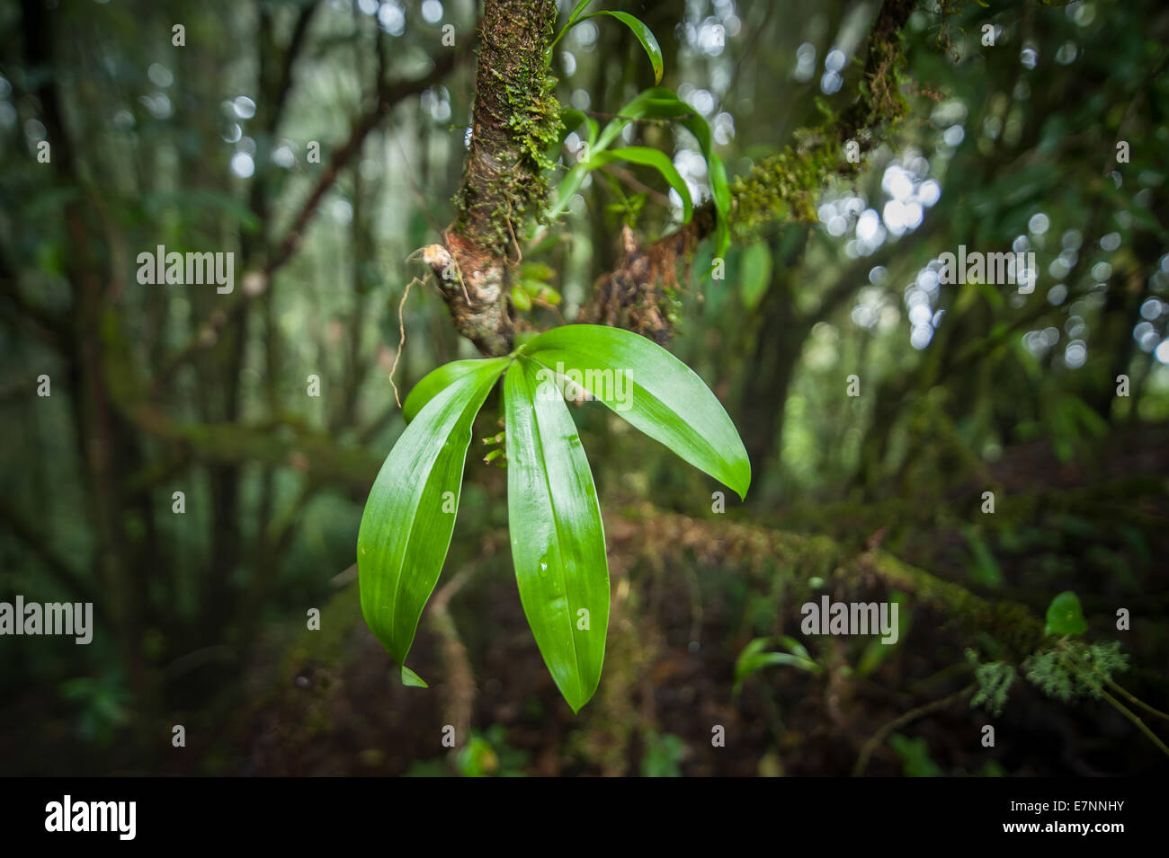 Wild orchid flower growing in deep mossy tropical rain forest. Nature background Stock Photo