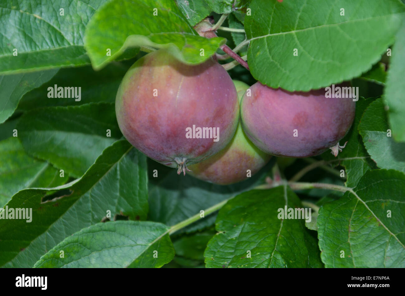 Apples in our back garden Summer 2014 Stock Photo