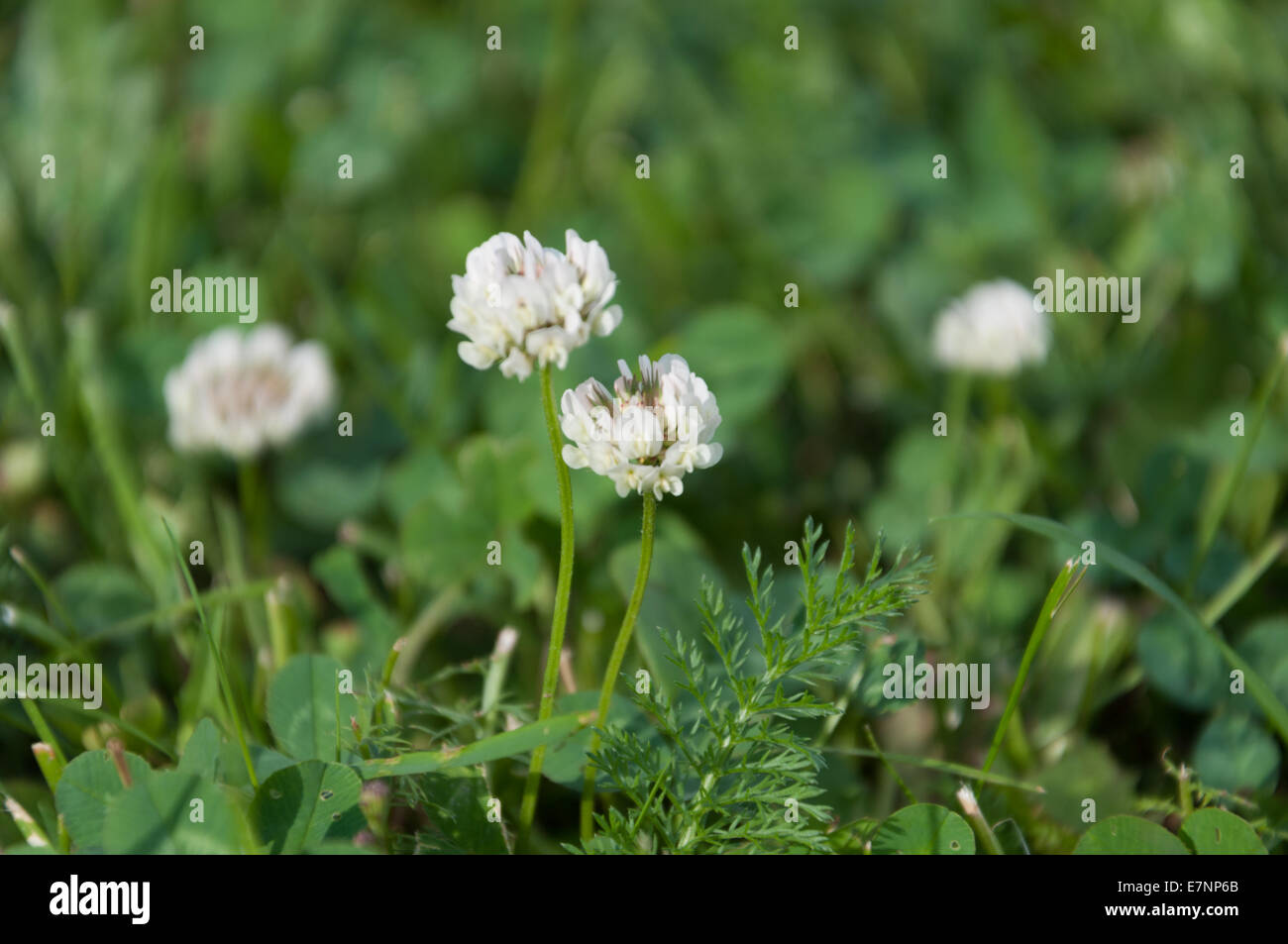 White clover flowers Stock Photo Alamy