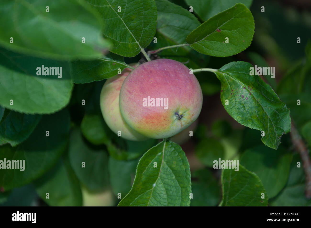 Apples in our back garden Summer 2014 Stock Photo - Alamy