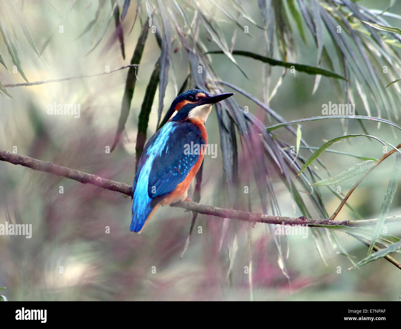 Male Eurasian Kingfisher (Alcedo Atthis) posing on a branch above the water while fishing Stock Photo