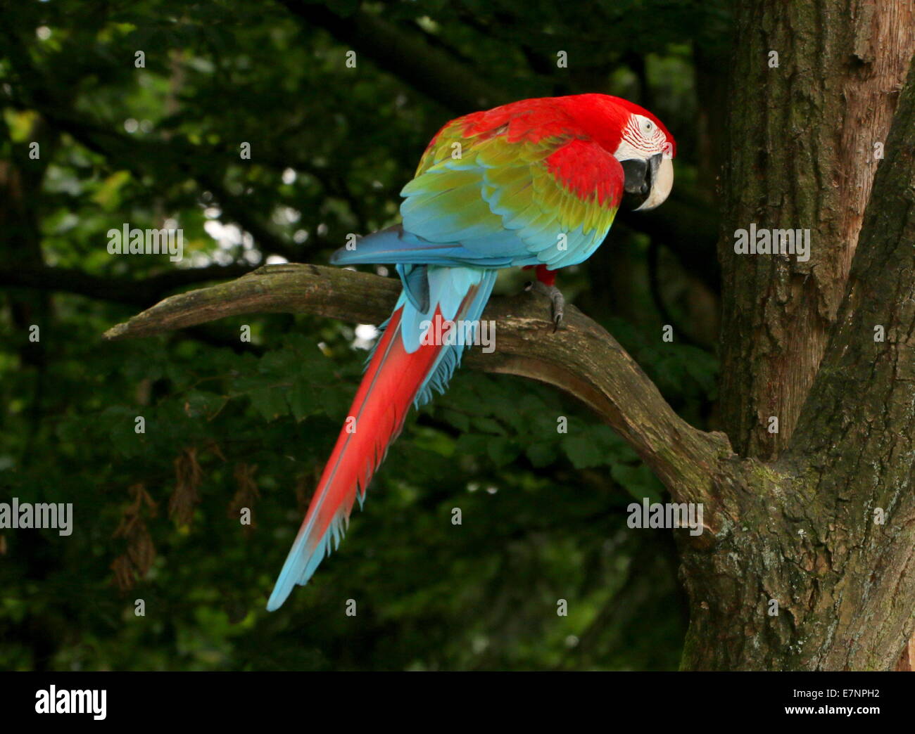 South American Red-and-green Macaw (Ara chloropterus)  a.k.a Green-winged Macaw.  posing on a branch in a tree Stock Photo
