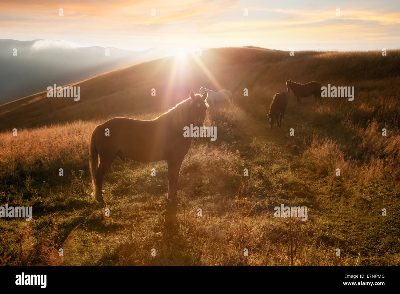 Sunset in mountains nature background. Horses silhouette at haze and sunbeams on summer meadow. Image in vintage retro hipster s Stock Photo
