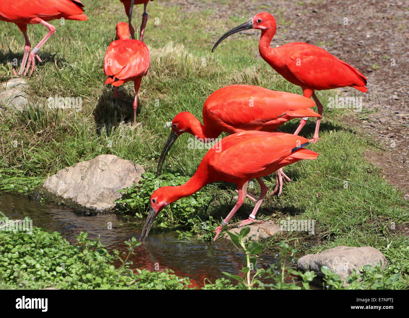 Group of South American Scarlet Ibises (Eudocimus ruber) foraging near a small stream Stock Photo