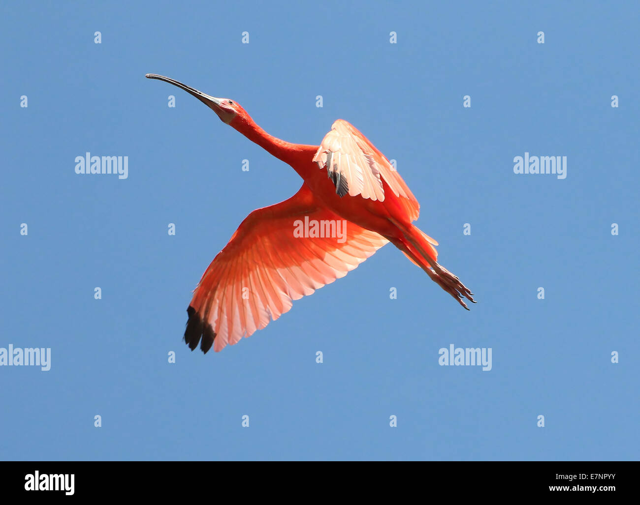 Close-up of a South American Scarlet Ibis (Eudocimus ruber) in flight against a blue sky Stock Photo