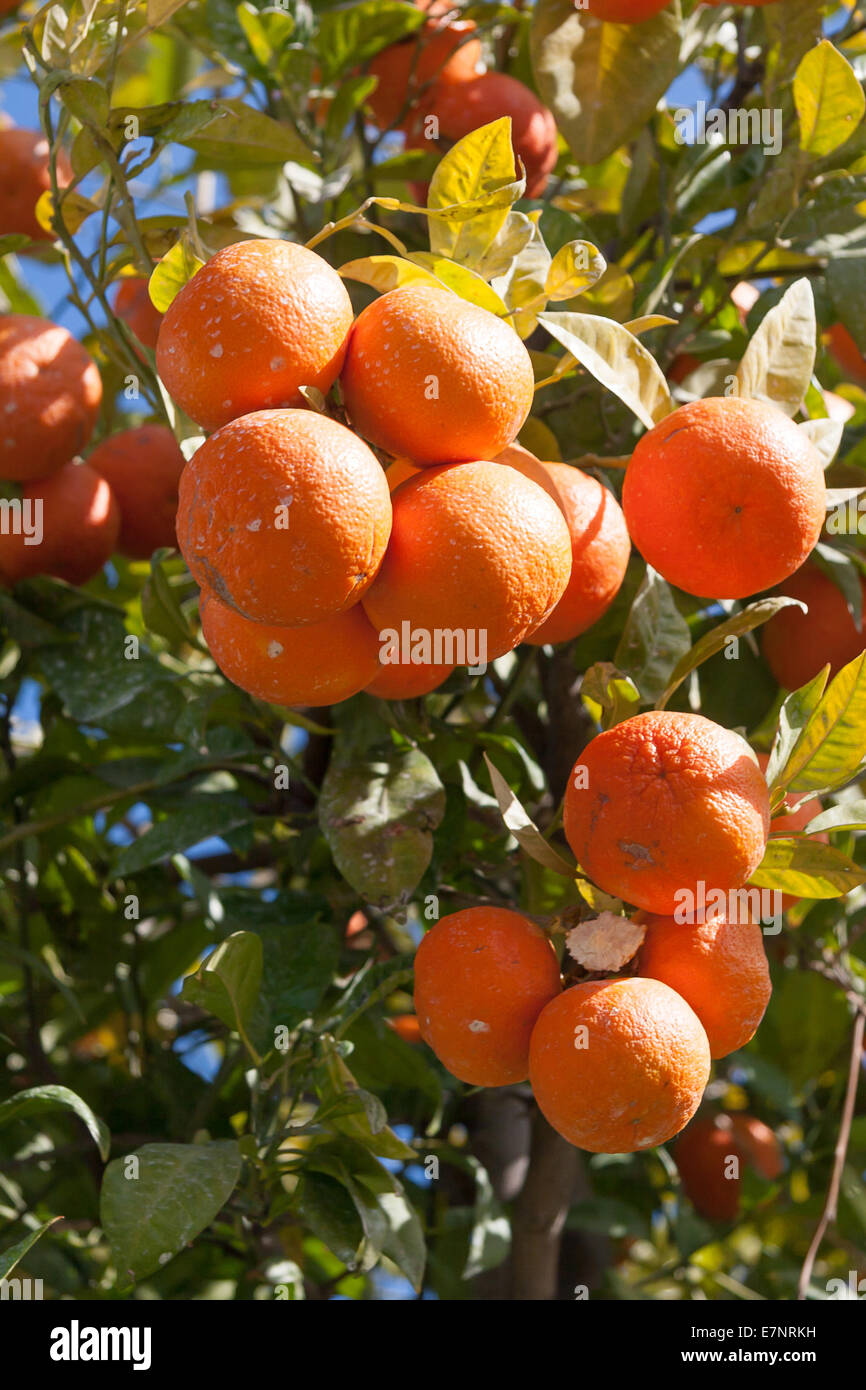 Orange Tree Plantation Stock Photo  Download Image Now  Orange  Fruit  Plantation Citrus Fruit  iStock