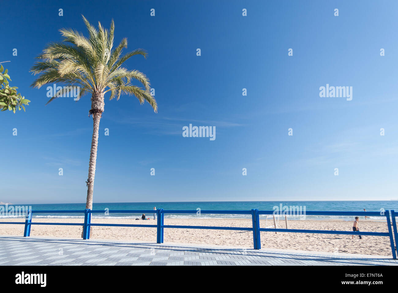 Palm tree at the sea coast Stock Photo - Alamy