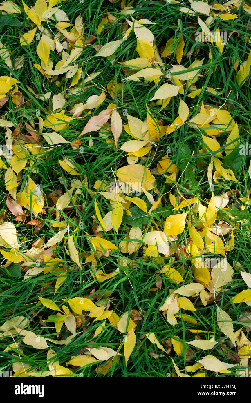 Fraxinus velutina. Fallen Velvet Ash tree leaves in autumn Stock Photo