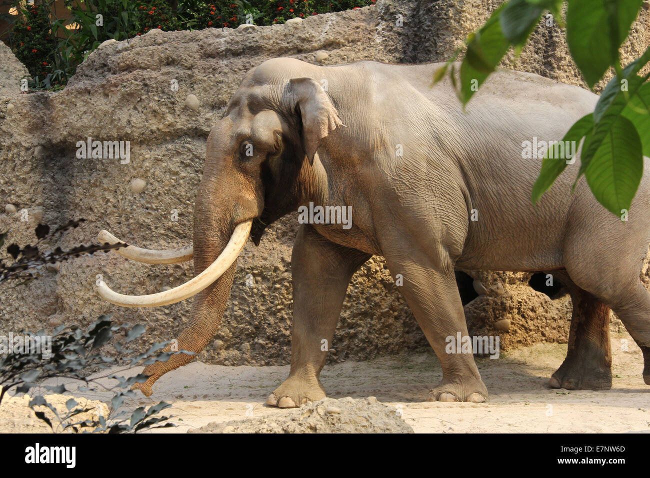 Switzerland, Zurich, zoo, elephant house, species-appropriate, husbandry, elephant, animal, Stock Photo